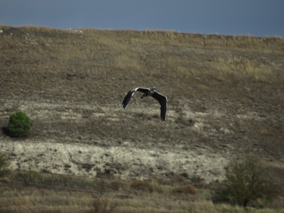 אנפה אפורה - ML646412568