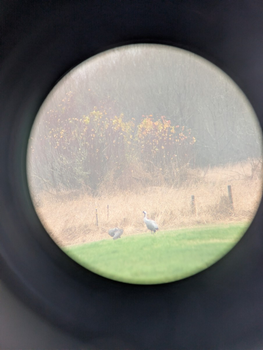 jeřáb popelavý - ML646412569