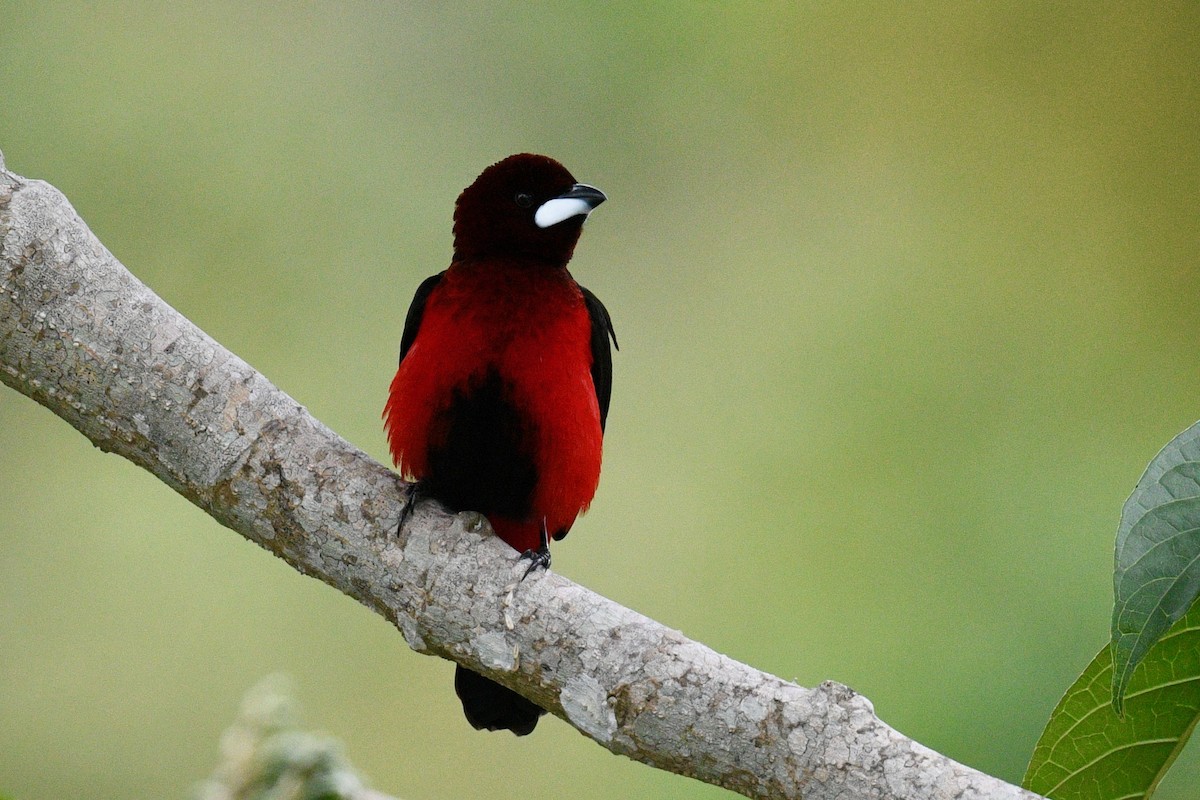 Crimson-backed Tanager - ML646412570