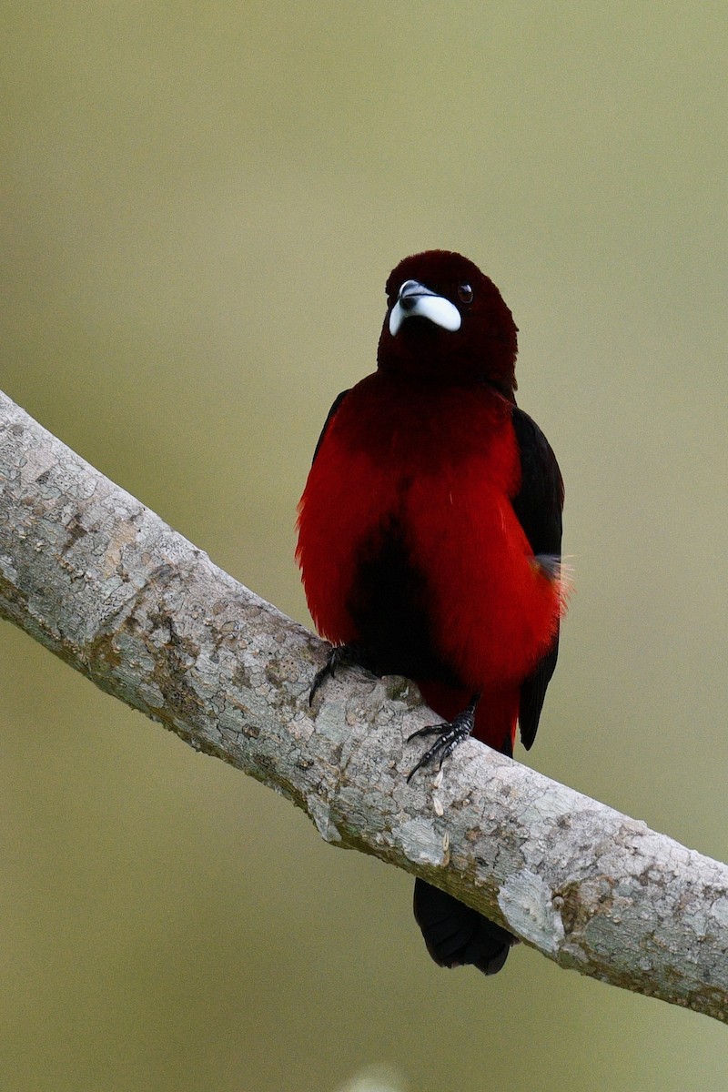 Crimson-backed Tanager - ML646412571