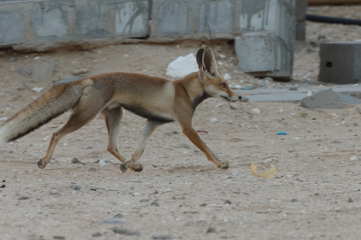 Arabian Red Fox - ML646412572