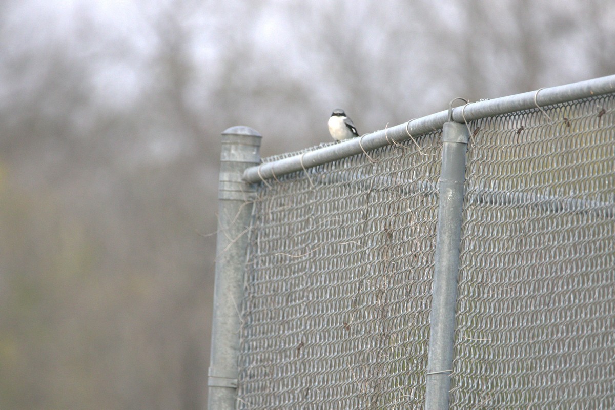 Loggerhead Shrike - ML646412573