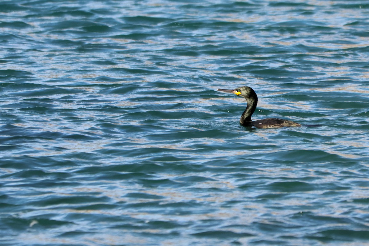 European Shag - ML646412574