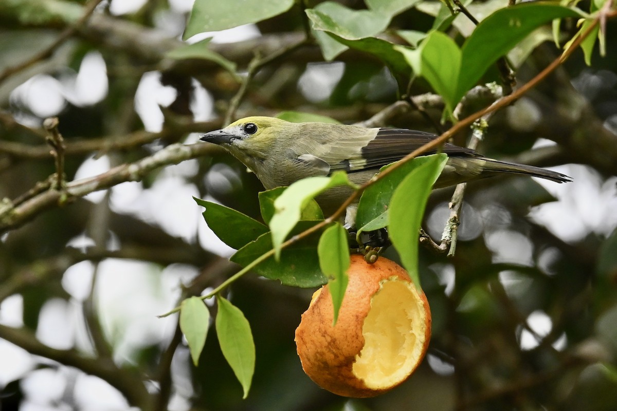 Palm Tanager - ML646412577