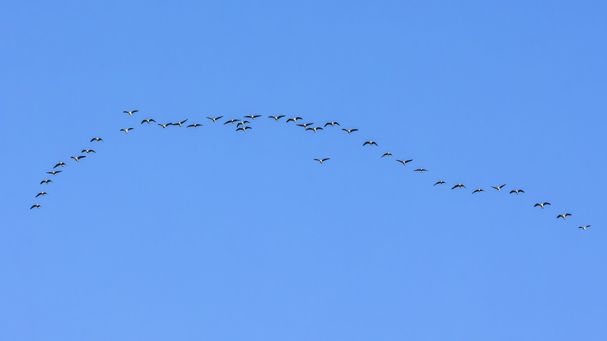 Canada Goose - ML646412580