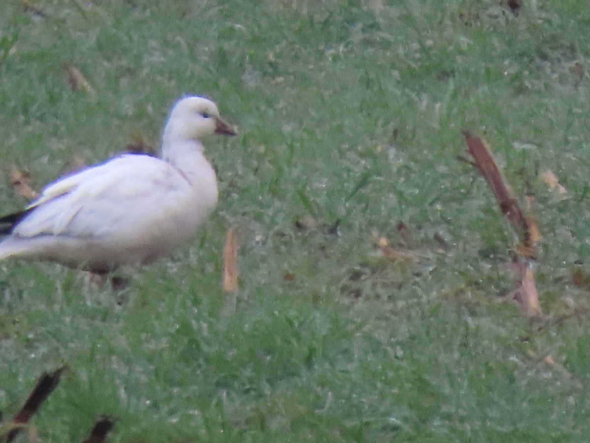 Гусь Росса - ML646412581