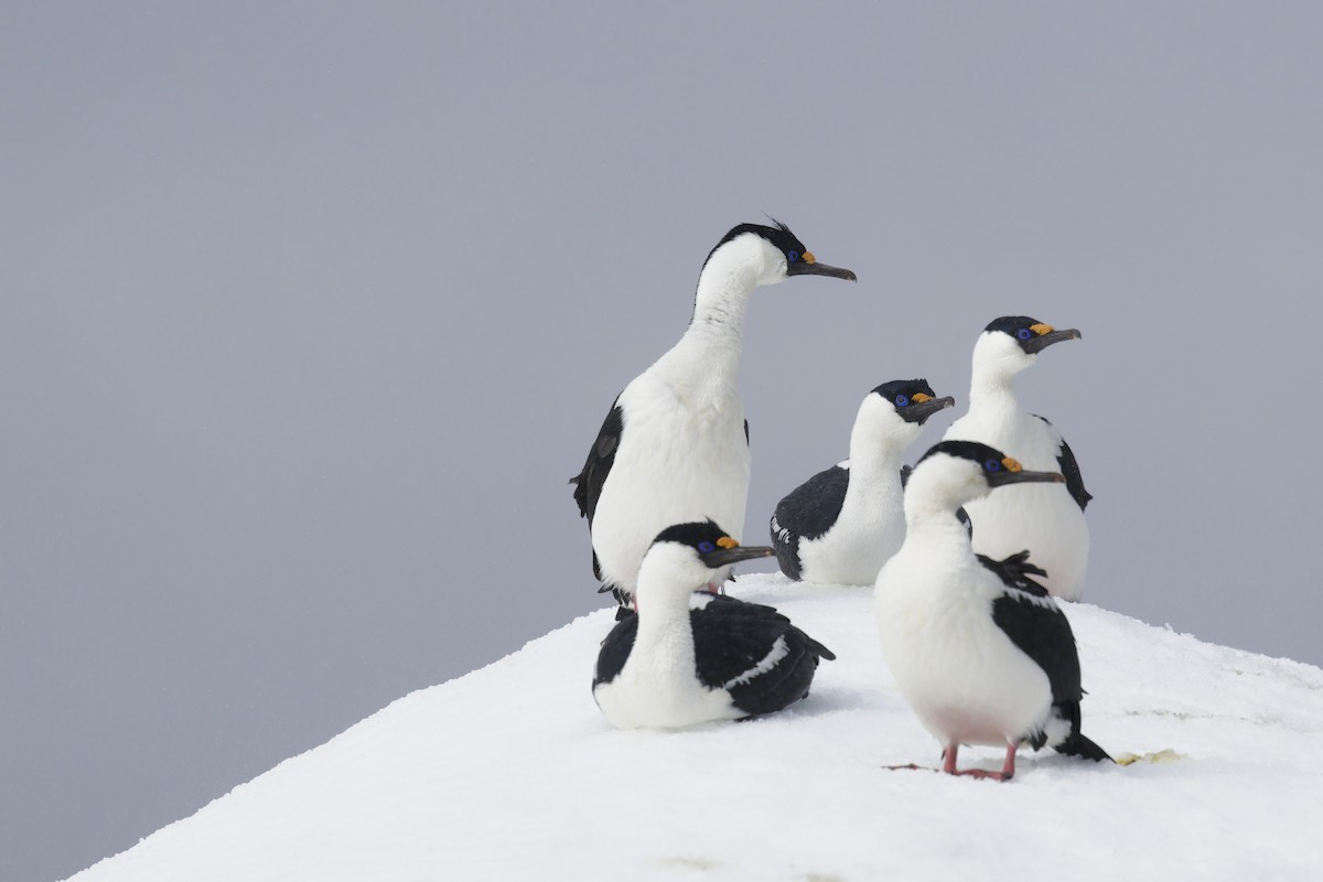 Imperial Cormorant (Antarctic) - ML646412582