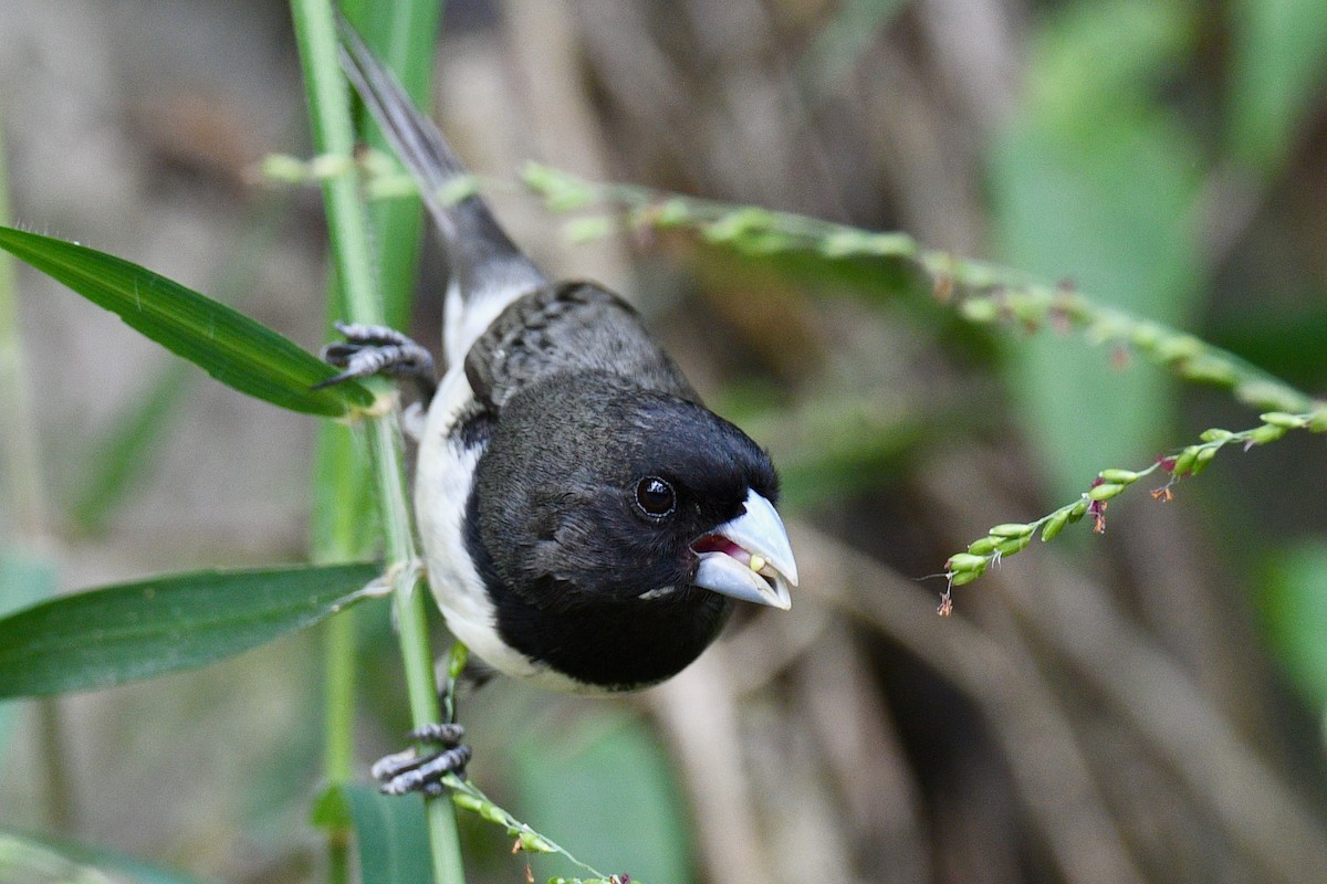 Yellow-bellied Seedeater - ML646412584