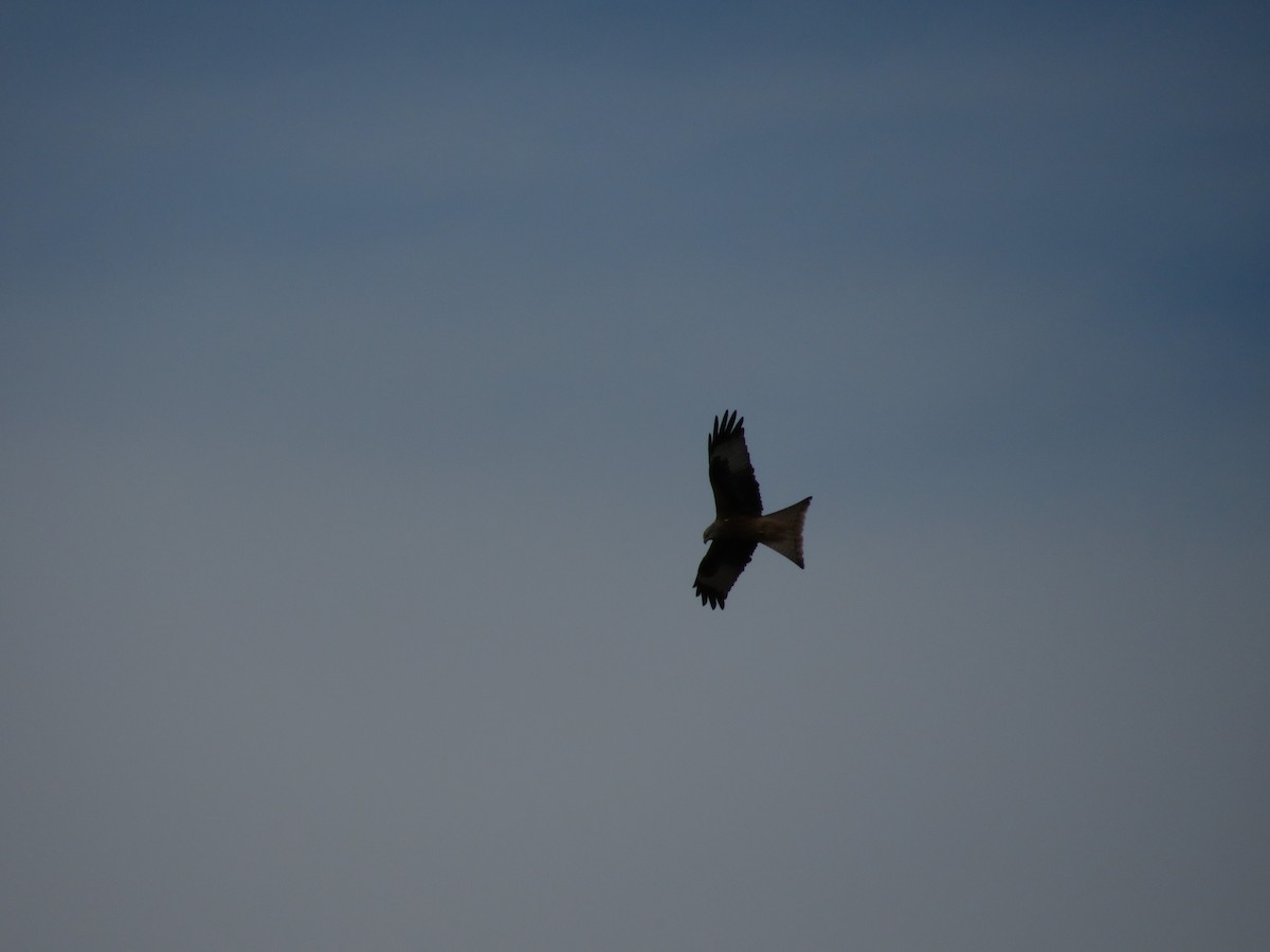 Red Kite - ML646412585