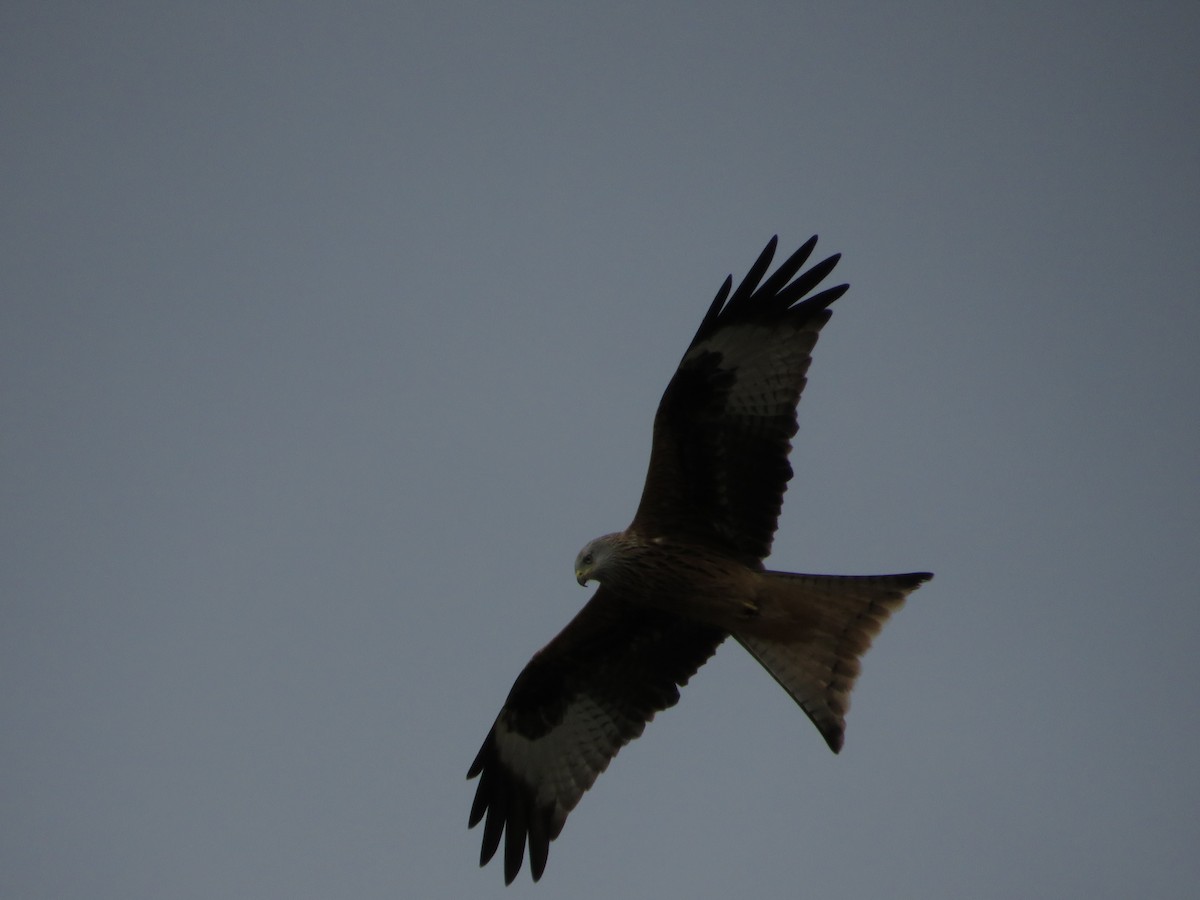 Red Kite - ML646412586