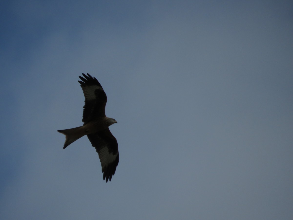 Red Kite - ML646412587
