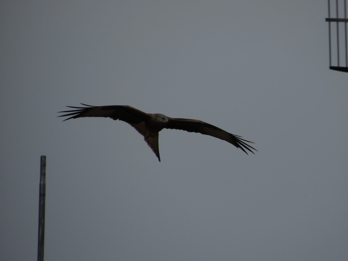 Red Kite - ML646412588