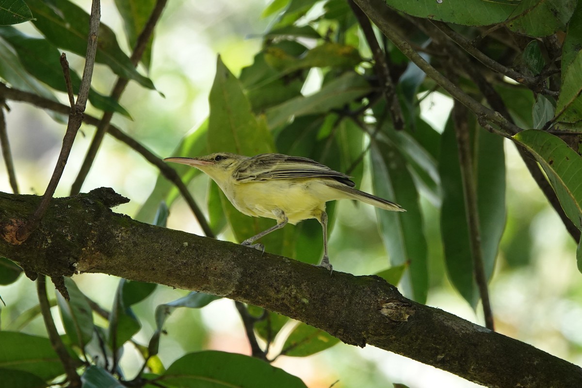 rákosník markézský - ML646412590