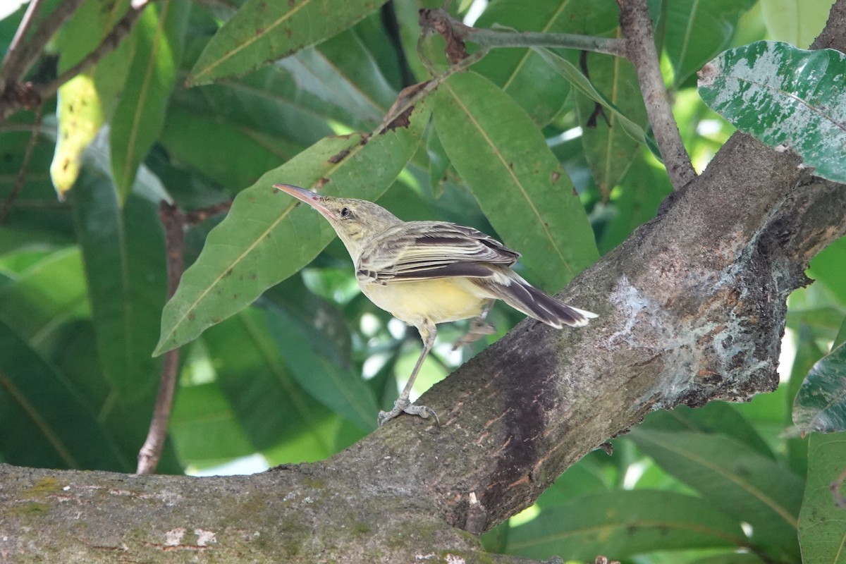 rákosník markézský - ML646412591