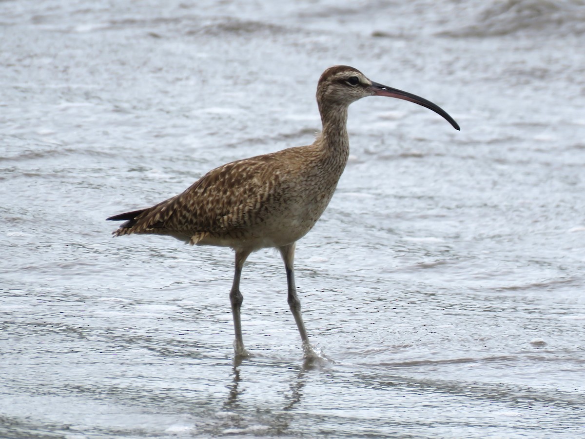 Willet - ML646412595
