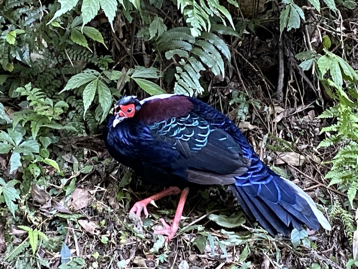 Swinhoe's Pheasant - ML646412597