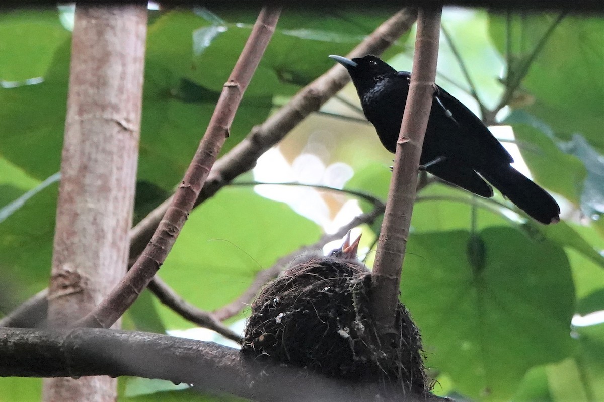 Fatu Hiva Monarch - ML646412598