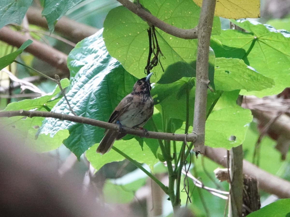 Fatu Hiva Monarch - ML646412599