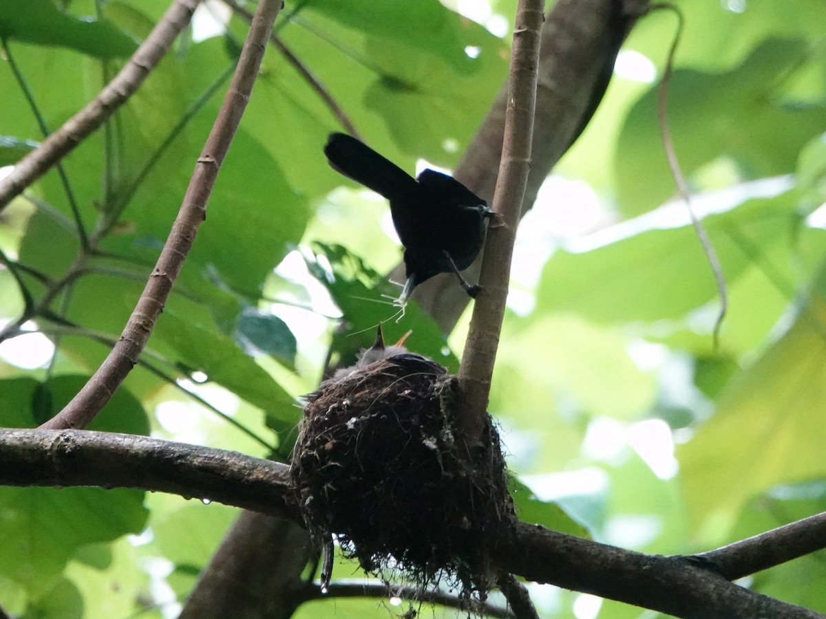 Fatu Hiva Monarch - ML646412600