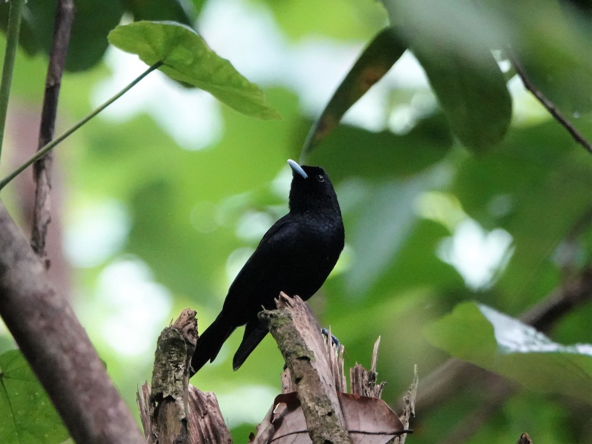 Fatu Hiva Monarch - ML646412601