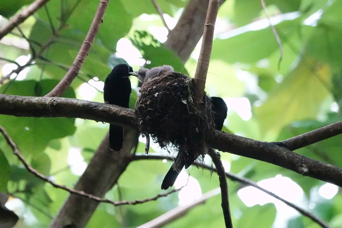 Fatu Hiva Monarch - ML646412602