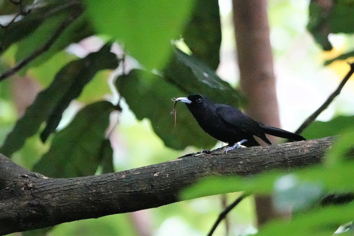 Fatu Hiva Monarch - ML646412603