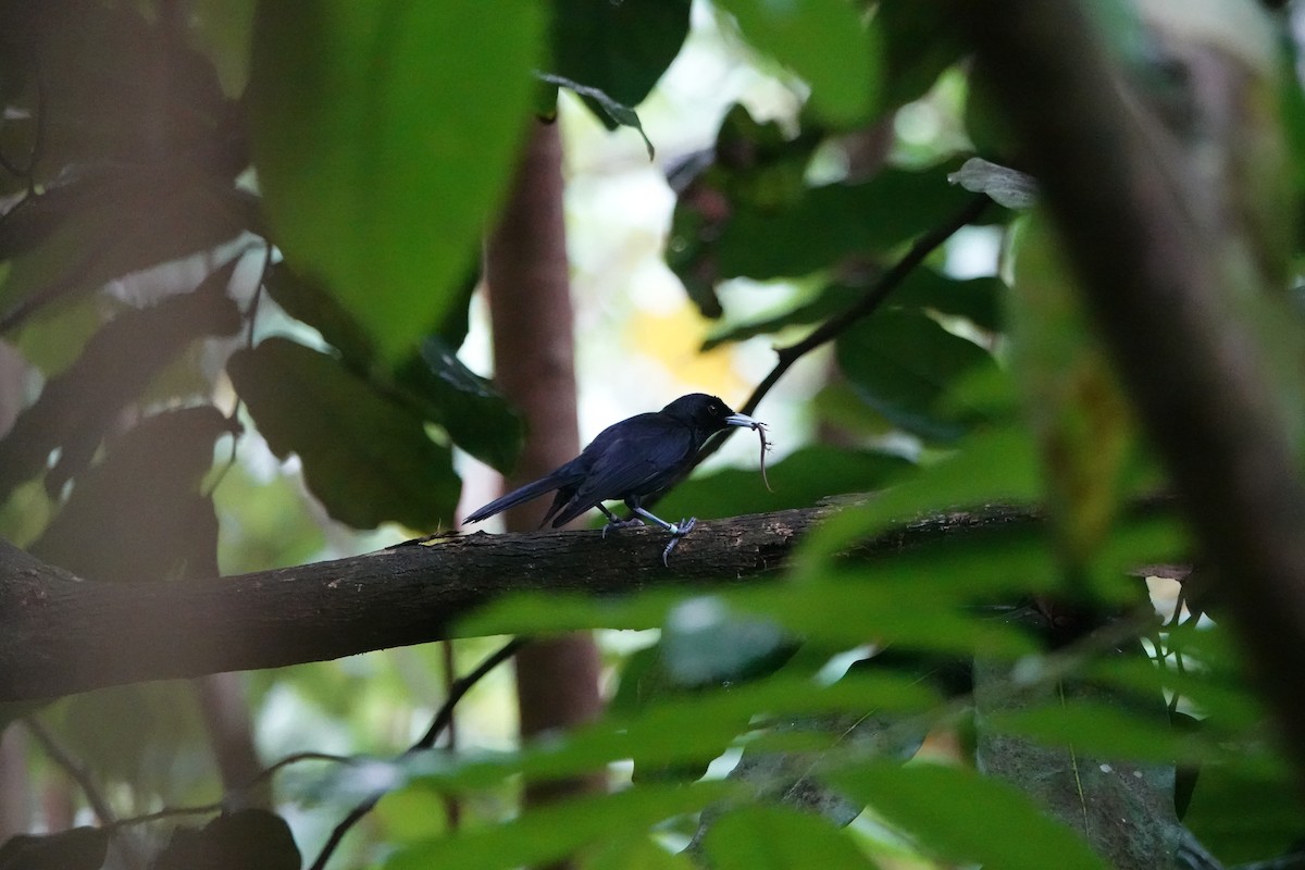 Fatu Hiva Monarch - ML646412604