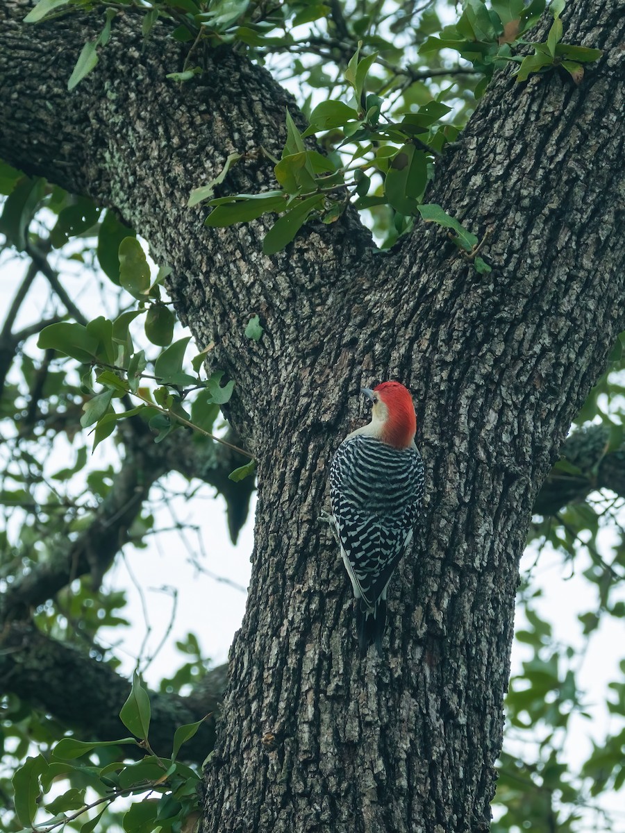 Red-bellied Woodpecker - ML646412605