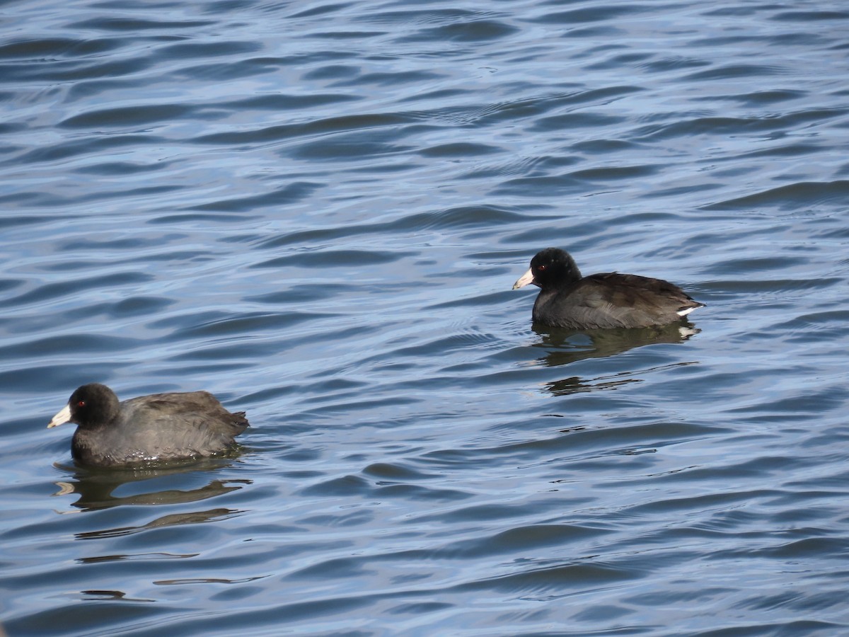 American Coot - ML646412606