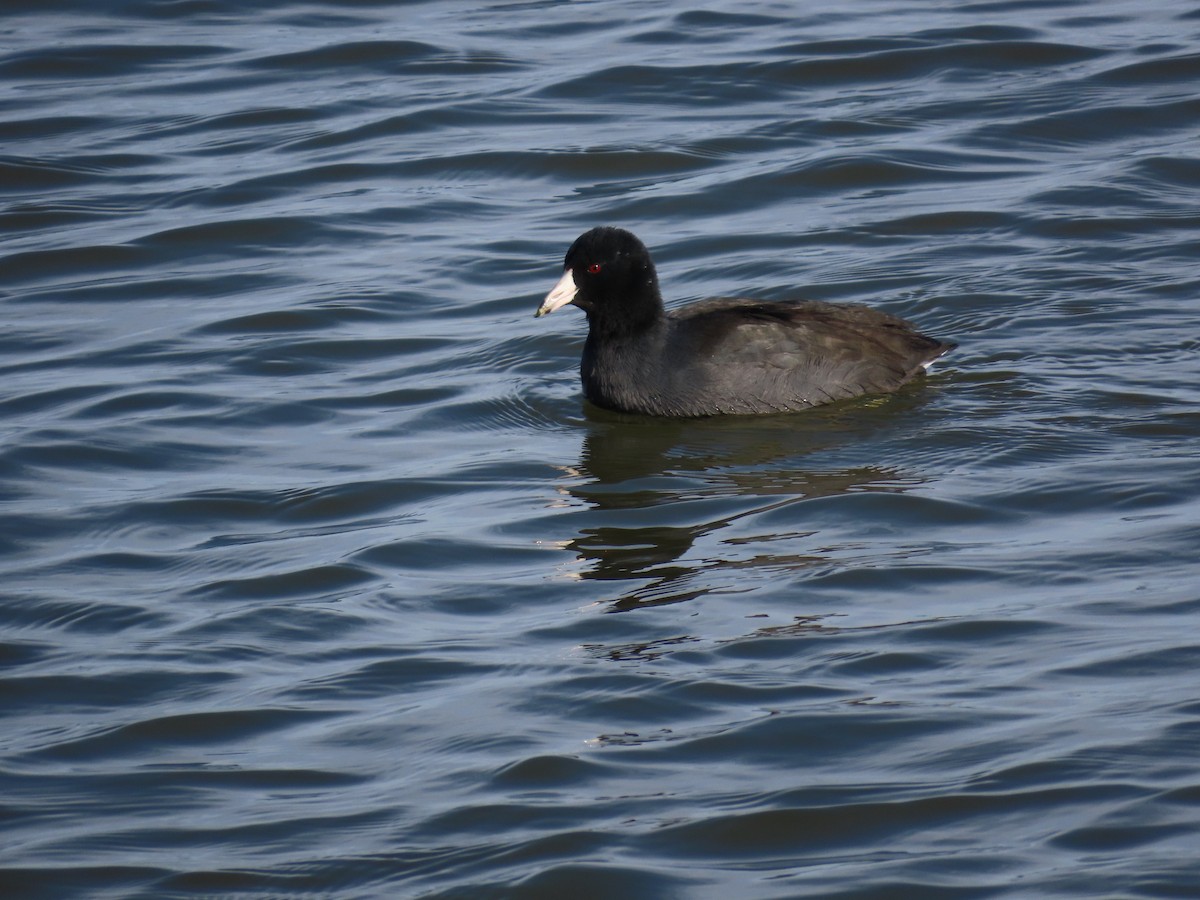 American Coot - ML646412607