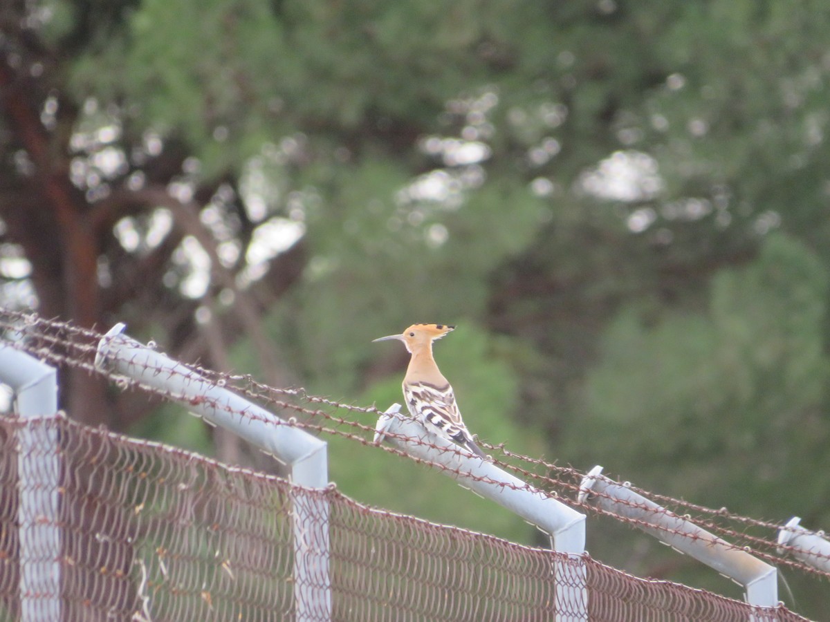 Common Hoopoe - ML646412608