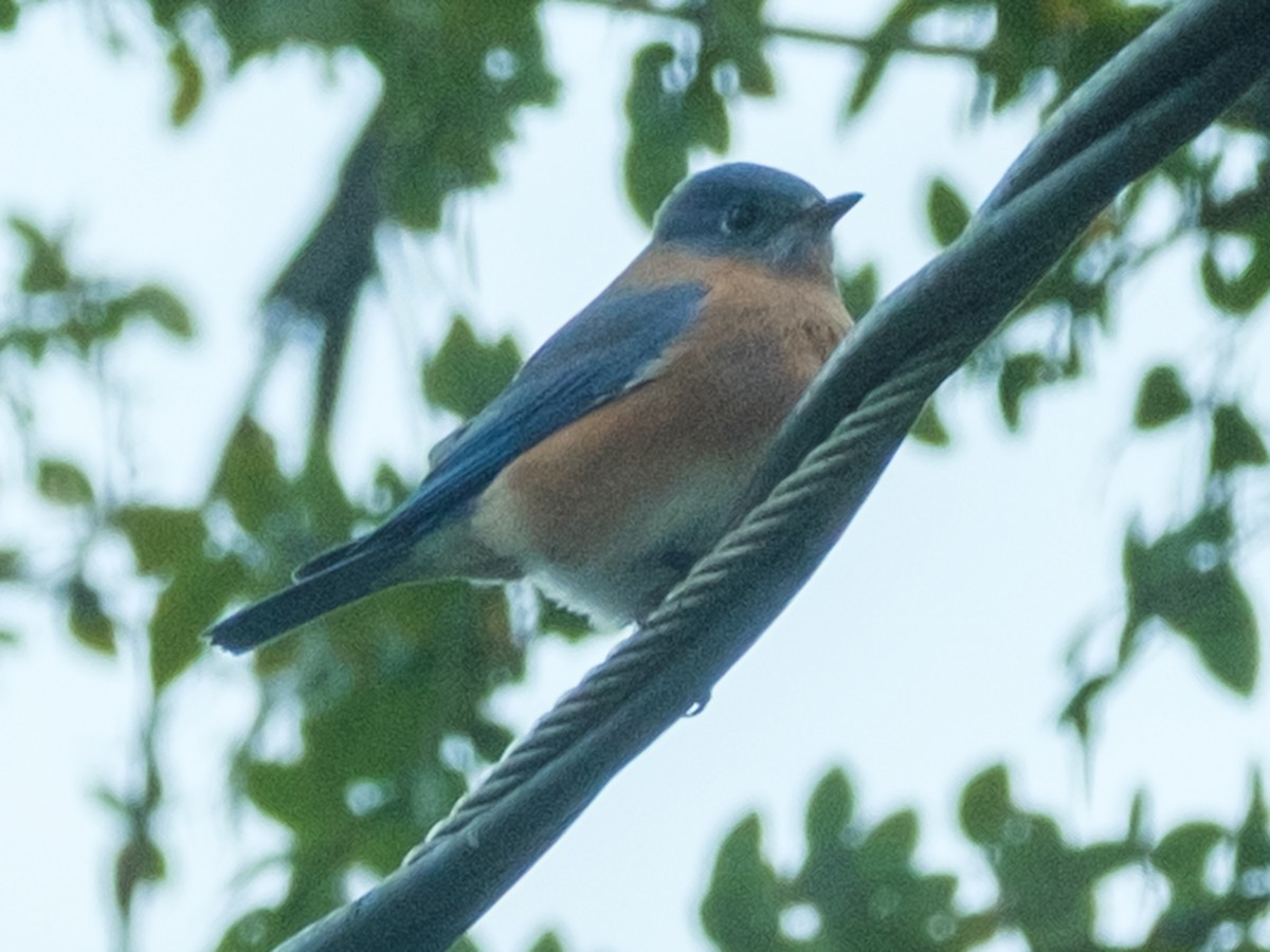 Eastern Bluebird - ML646412609