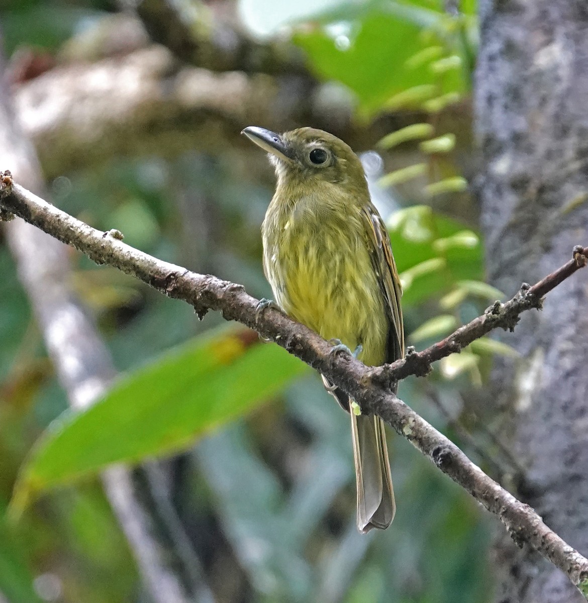 Pacific Flatbill - ML646412618