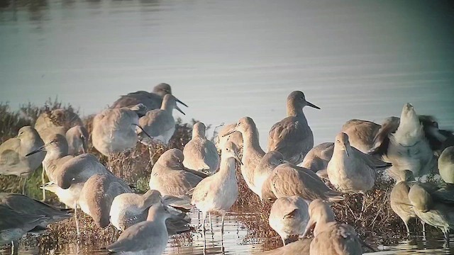 Willet (Western) - ML646412619