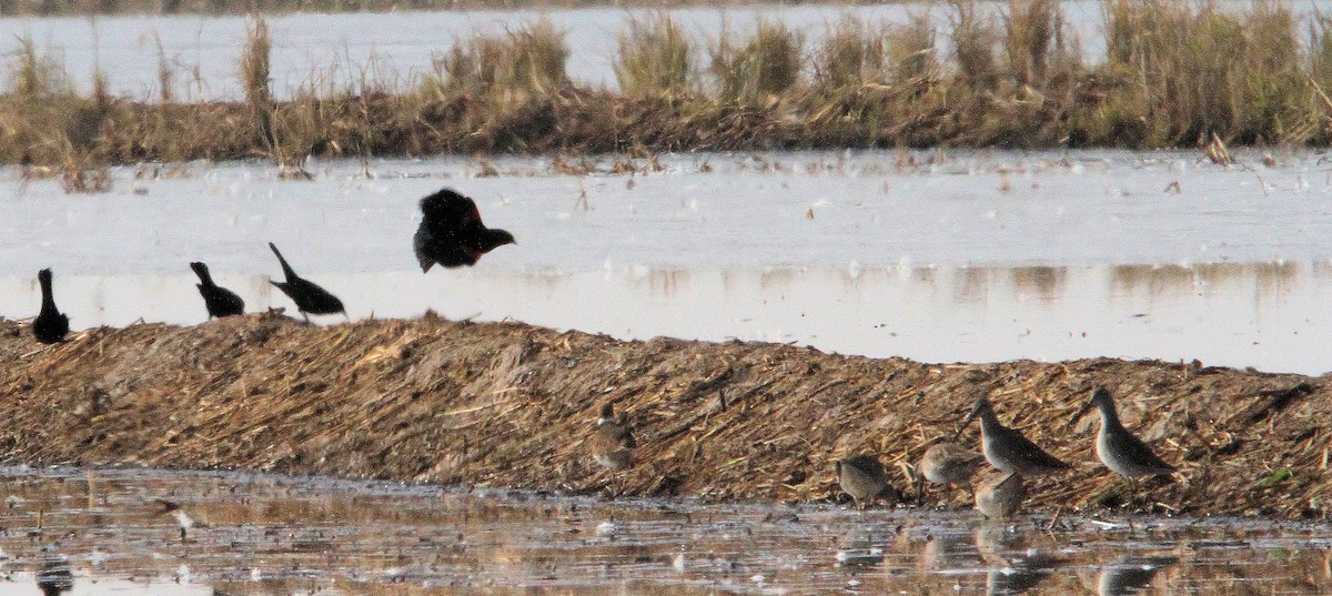 Long-billed Dowitcher - ML646412620