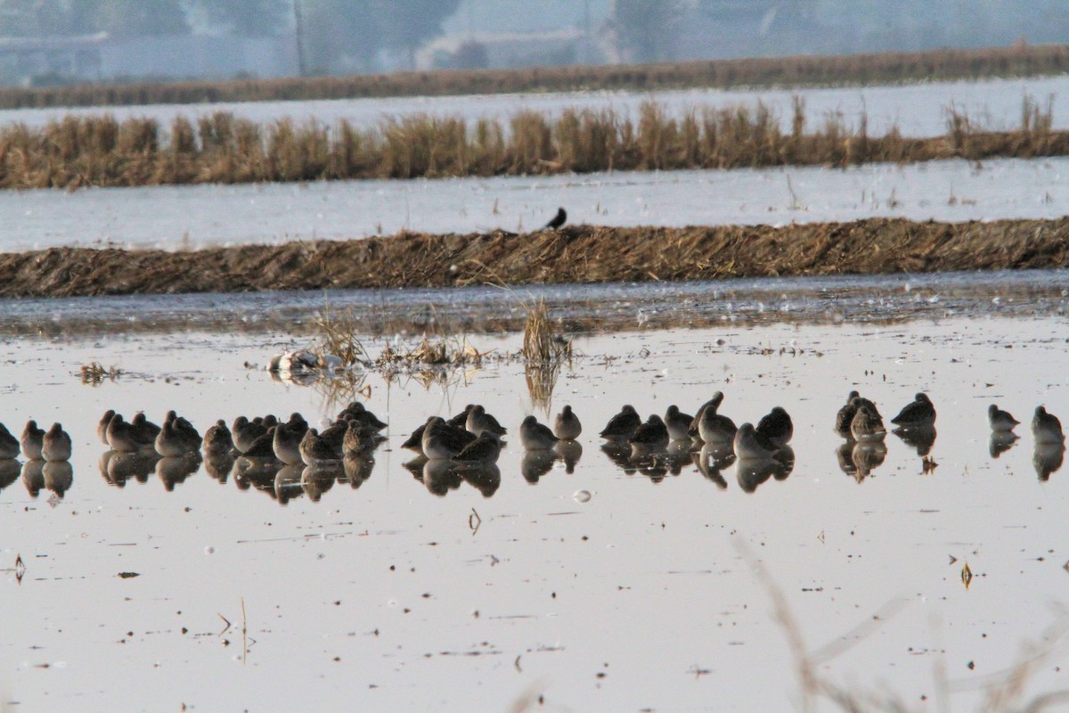 Long-billed Dowitcher - ML646412621