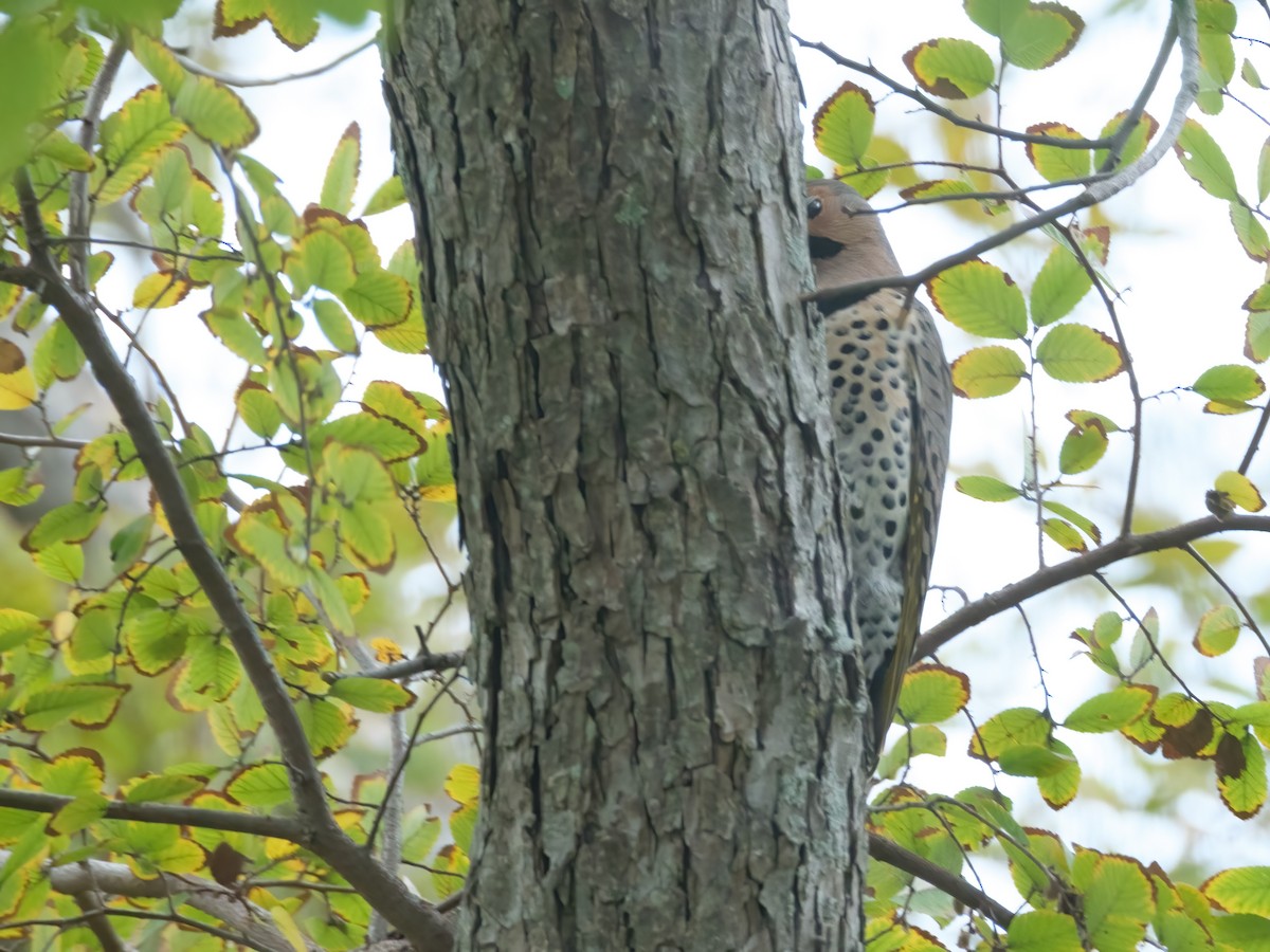 Northern Flicker - ML646412622