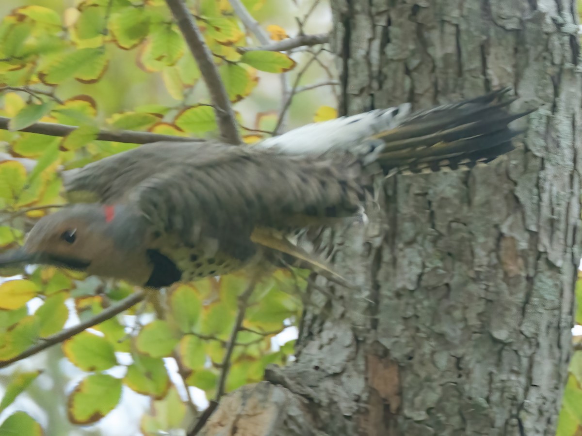 Northern Flicker - ML646412623