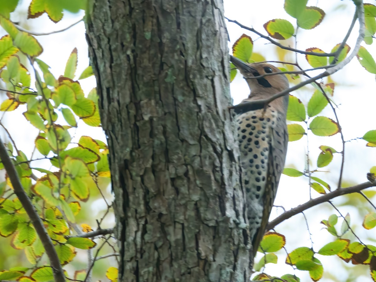 Northern Flicker - ML646412624