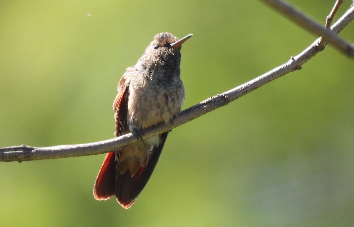 Berylline Hummingbird - ML646412634