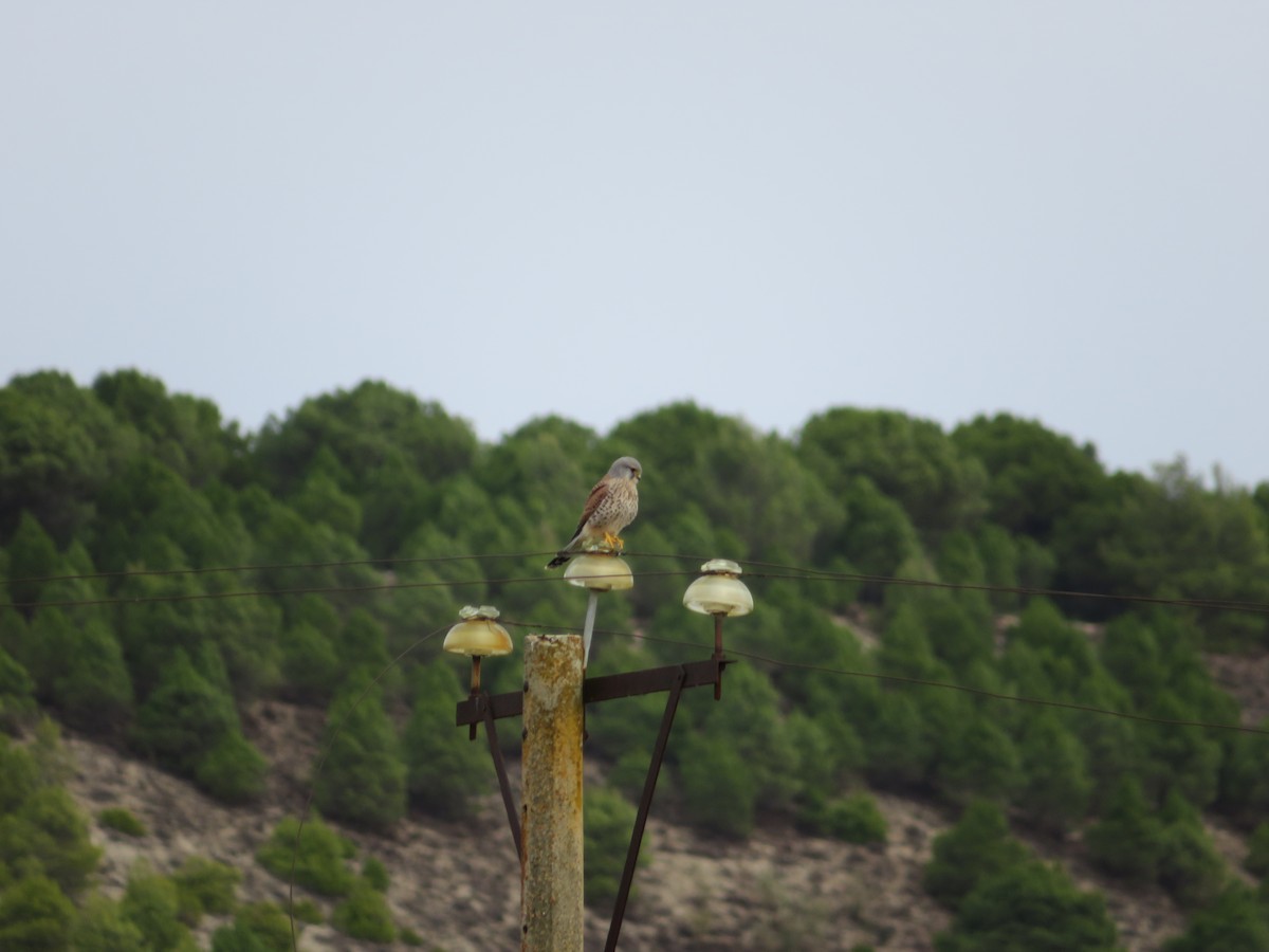 Eurasian Kestrel - ML646412636