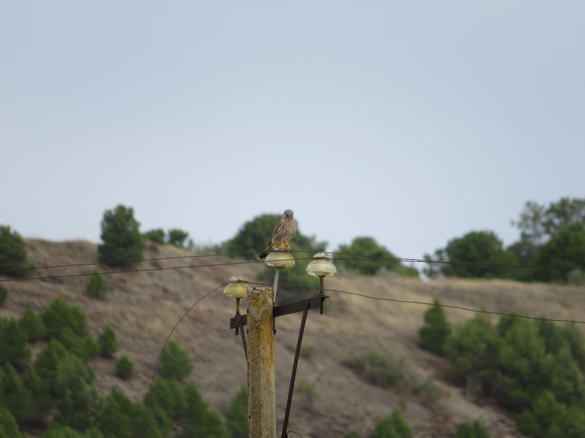 Eurasian Kestrel - ML646412637