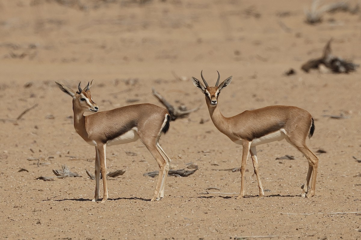 Arabian Gazelle - ML646412643