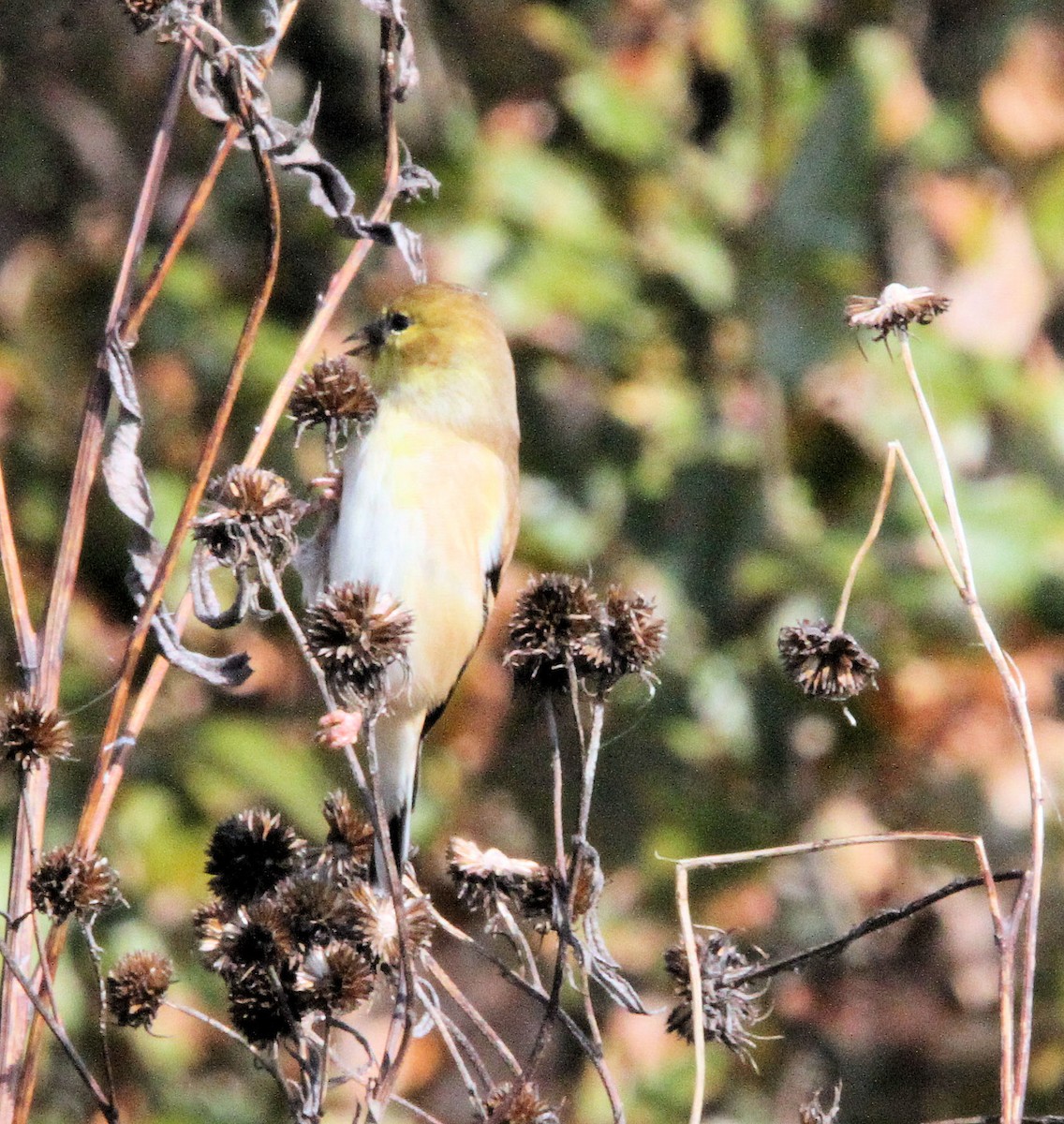 American Goldfinch - ML646412661