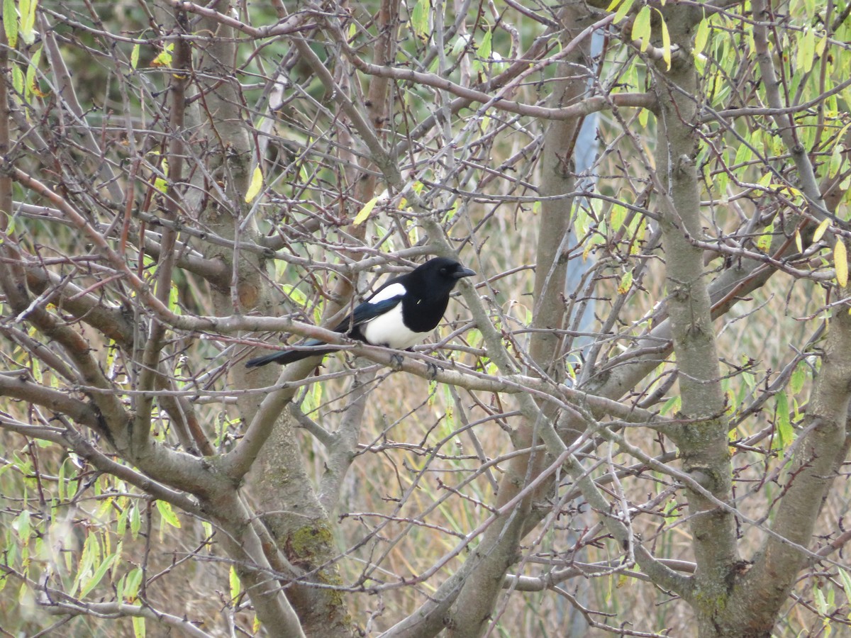 Eurasian Magpie - ML646412662