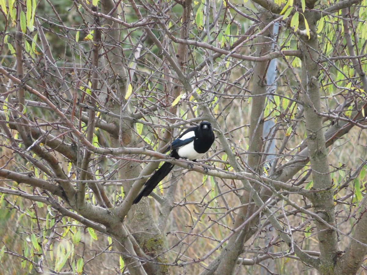 Eurasian Magpie - ML646412663