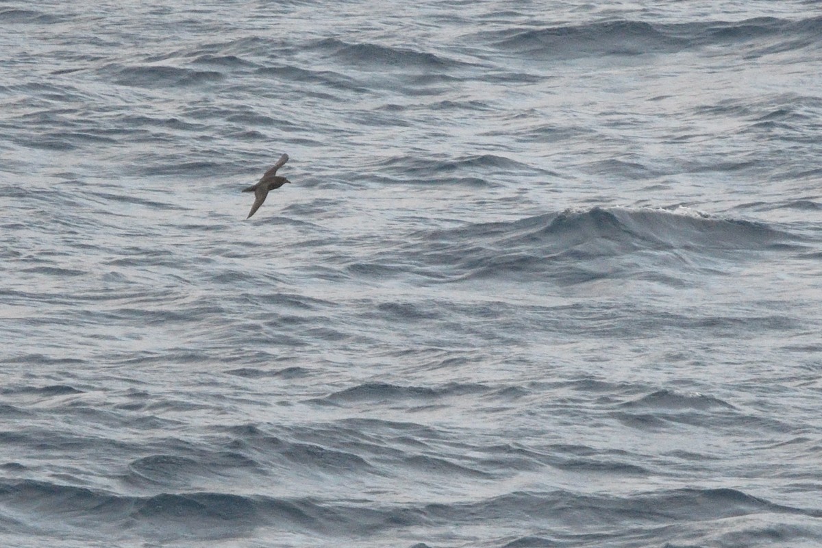 Great-winged Petrel - ML646412668
