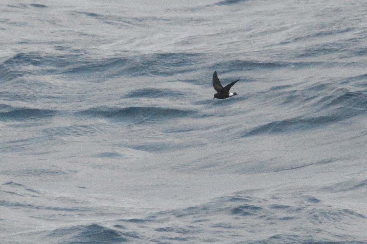 Wilson's Storm-Petrel - ML646412669