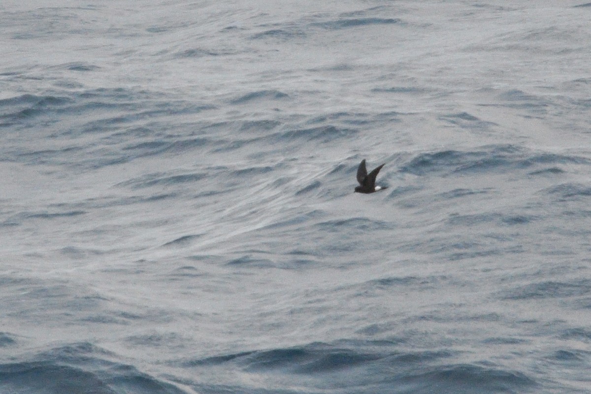 Wilson's Storm-Petrel - ML646412670