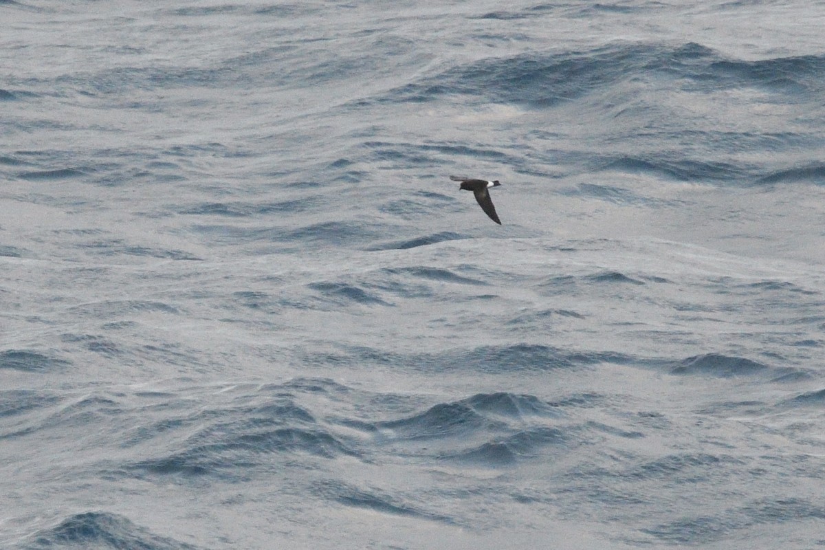 Wilson's Storm-Petrel - ML646412671